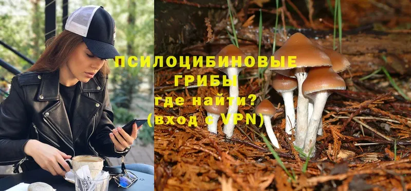 Галлюциногенные грибы Psilocybe  Опочка 